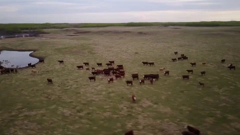 Cattle in a field Stock Footage 77714422