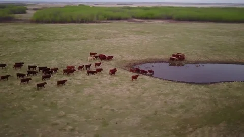 Cattle in a field Stock Footage 77714498