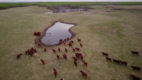 Cattle in a field Stock Footage 77714539