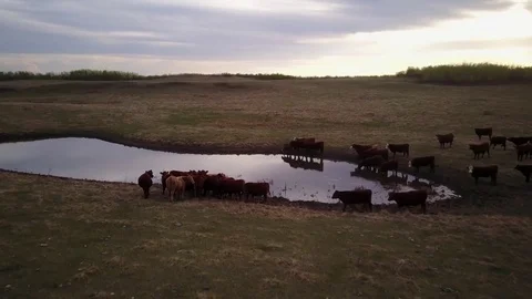 Cattle in a field Stock Footage 77714559