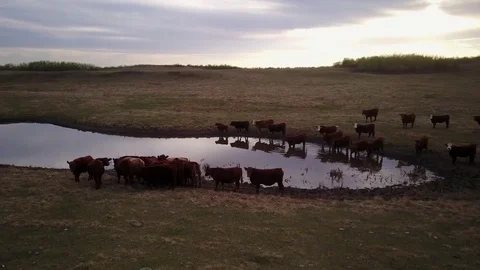 Cattle in a field Stock Footage 77714598