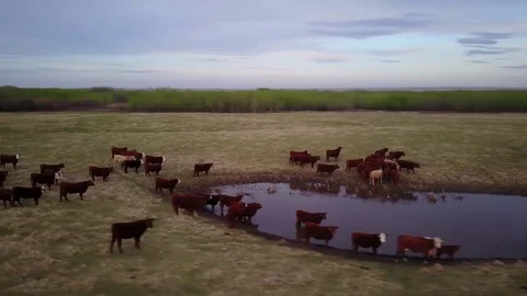 Cattle in a field Stock Footage 77714636