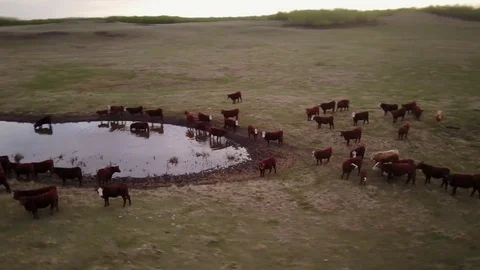 Cattle in a field Stock Footage 77714698