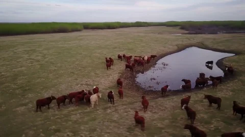 Cattle in a field Stock Footage 77714700