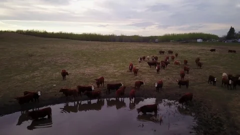 Cattle in a field Stock Footage 77714782