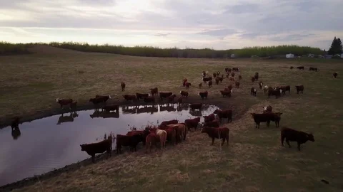 Cattle in a field Stock Footage 77714786