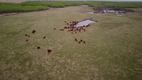 Cattle in a field Stock Footage 77714839