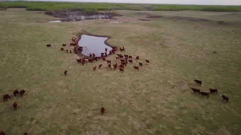 Cattle in a field Video stock 77714845