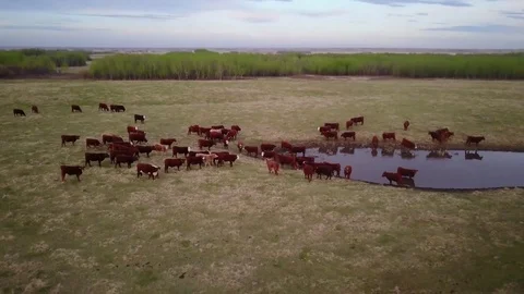 Cattle in a field Stock Footage 77714958