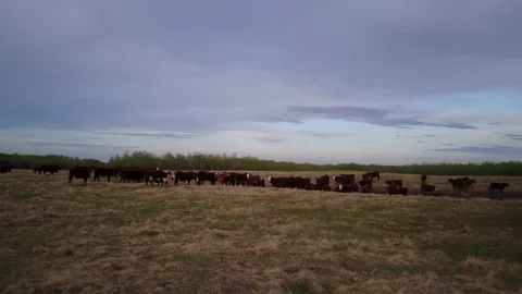 Cattle in a field Видео 77714969