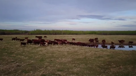 Cattle in a field Видео 77715048