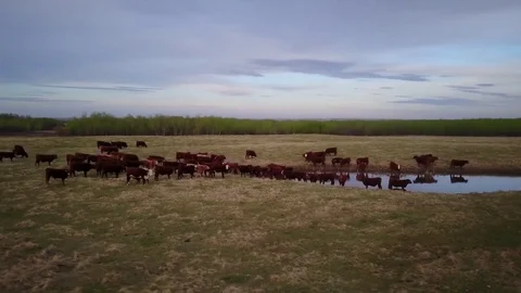 Cattle in a field Stock Footage 77715156