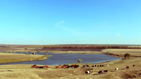 Cattle In The Field Stock Footage 82966417
