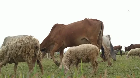Cattle on Field Stock Footage 127118229