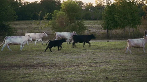 Cattle in field Stock Footage 254198268