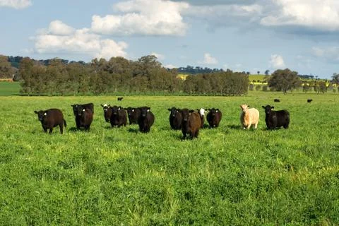 Cattle in a field Foto stock