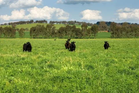 Cattle in a Field Stock Photos