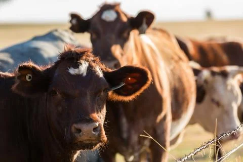 Cattle in field Stock Photos