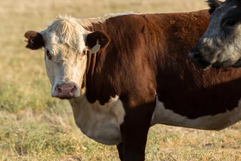 Cattle in field Stock Photos