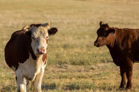 Cattle in field Stock Photos
