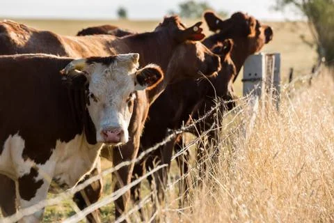 Cattle in field Stock Photos