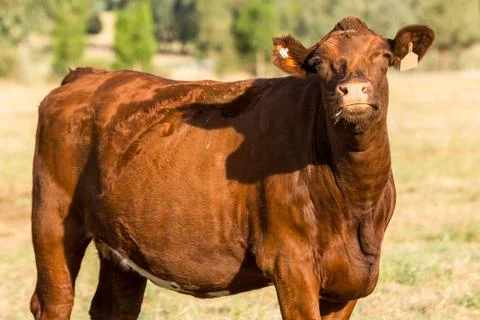 Cattle in field Stock Photos