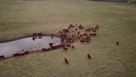 Cattle in field by pond Stock Footage 77715326
