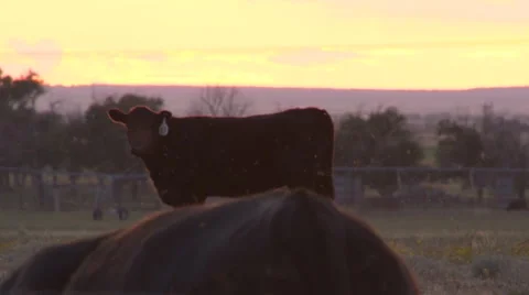 Cattle in field at sunset are harrassed by flies Video stock 40049571