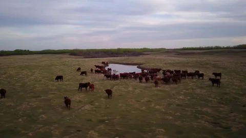 Cattle in field at sunset Stock Footage 77715190