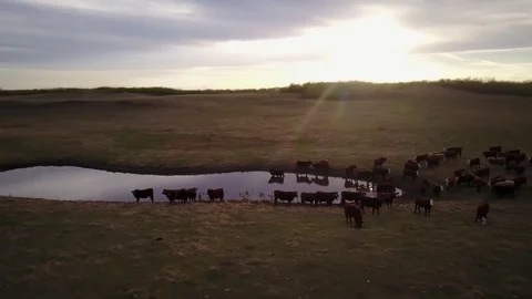 Cattle in field at sunset Stock Footage 77715266