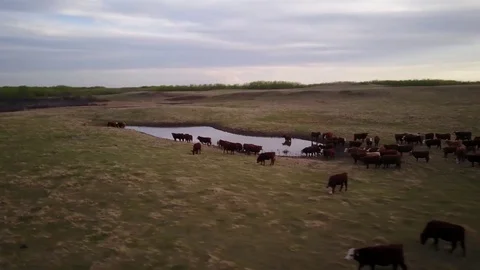Cattle in field at sunset Stock Footage 77715273