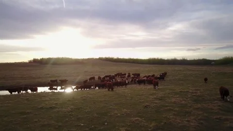 Cattle in field at sunset Stock Footage 77715361