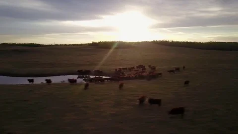 Cattle in field at sunset Stock Footage 77715429
