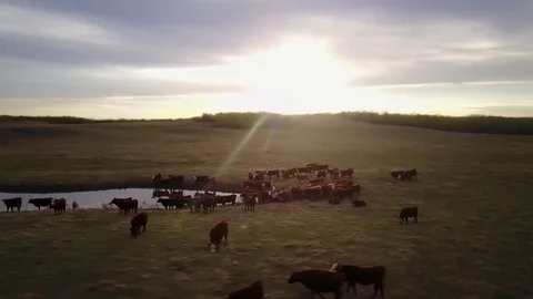 Cattle in field at sunset Stock Footage 77715443