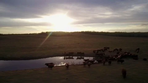 Cattle in field at sunset Stock Footage 77715481