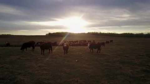 Cattle in field at sunset Stock Footage 77715531
