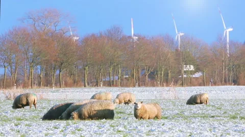 Cattle in the field with windmills on the background Stock Footage 67677024