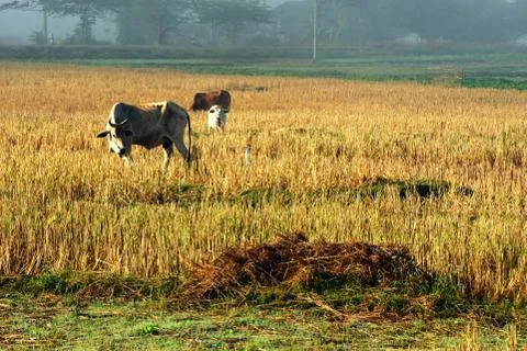 Cattle in the fields of rice in the morning. Stock Photos