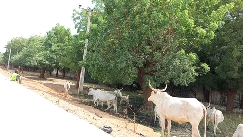 Cattle Finish Drinking And Move On With Herder By Roadside Kano Nigeria 動画素材 328224691