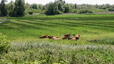 Cattle in Flevoland Video stock 215579993