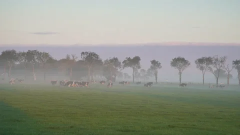 Cattle in the fog Stock Footage 132004799