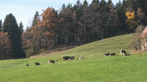 Cattle Video stock 627274