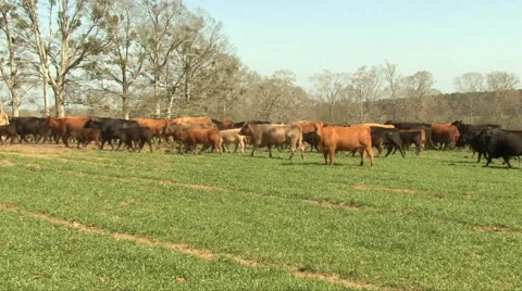 Cattle 動画素材 1102710