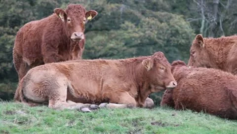 Cattle Stock-Footage 8928506
