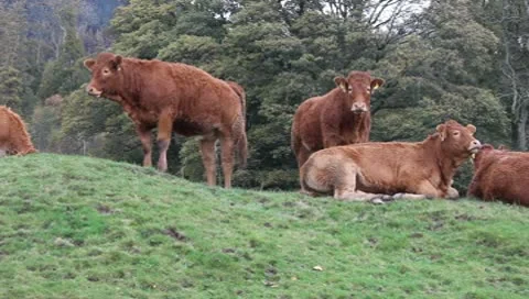 CATTLE Video stock 8929076