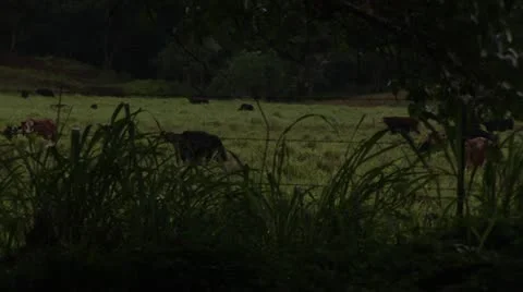 Cattle Video stock 11429394