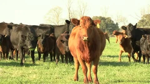 Cattle 動画素材 12433787