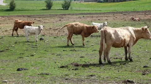 Cattle Video stock 23719449