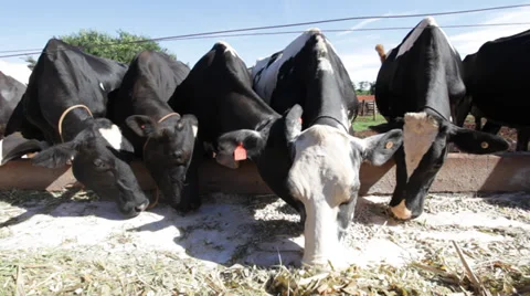 Cattle 库存影片 35282916