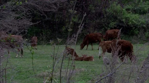 The cattle Video stock 58366453